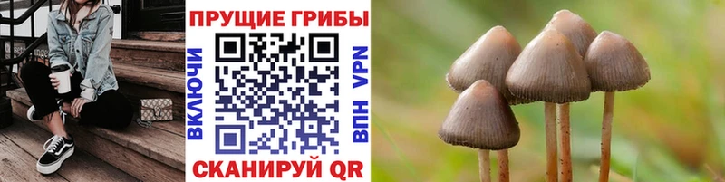Купить  Валуйки  Псилоцибиновые грибы Psilocybe 